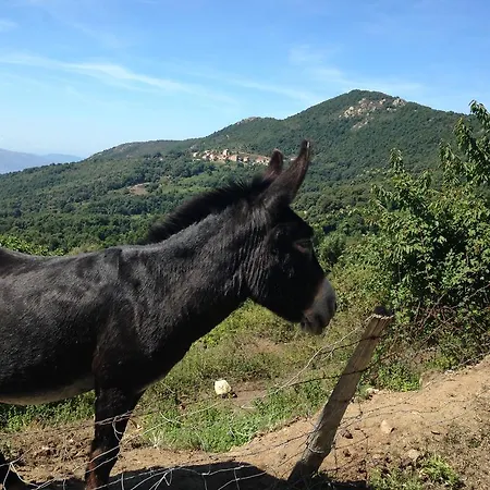 Daire Panoramic Seaview Tiuccia Casaglione